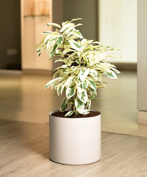 Safari Ficus with Zen Planter