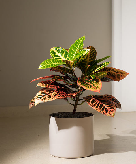 Croton Petra with Zen Planter