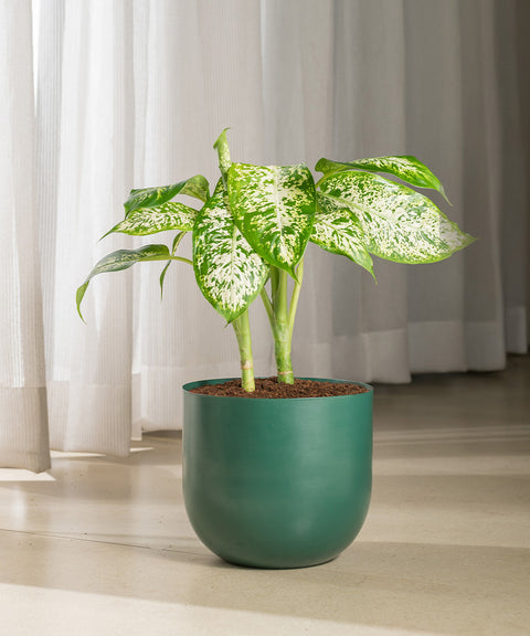 Dieffenbachia Cheetah with Arbor planter