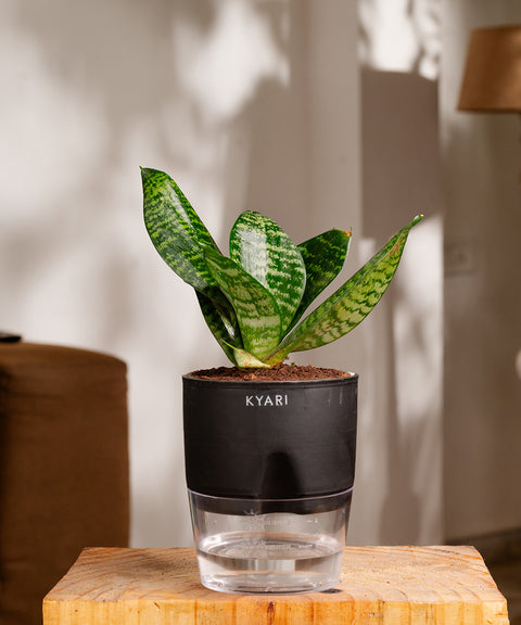 self watering planter snake plant Green Snake Plant With Self Watering Pot
