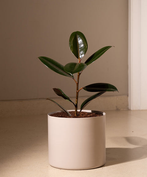 Black Rubber with Zen Planter