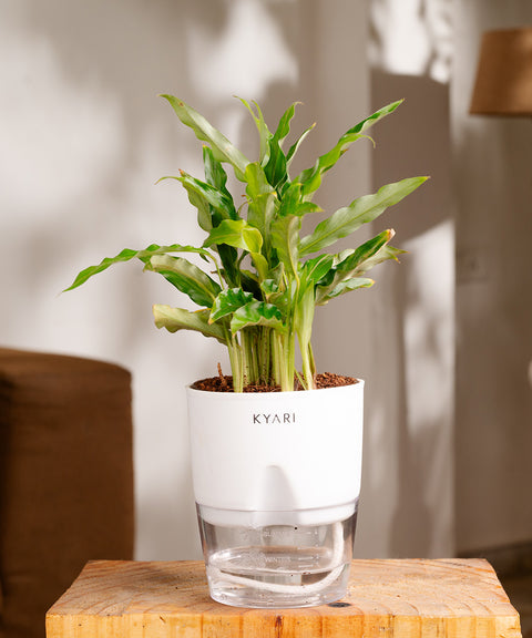 calathea plant pot Calathea Rufibarba Plant With Self Watering Pot