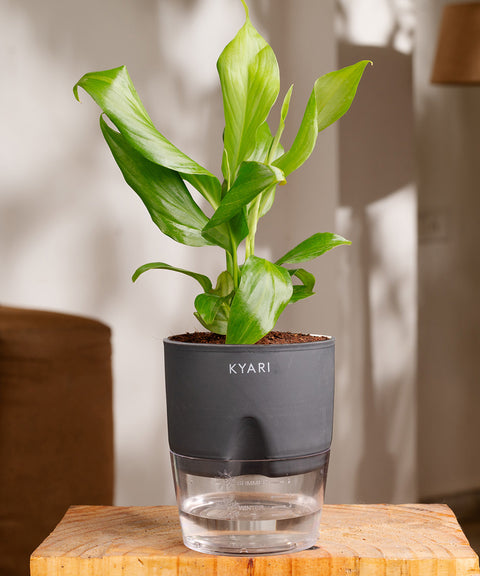 Peace Lily Plant - BYOB