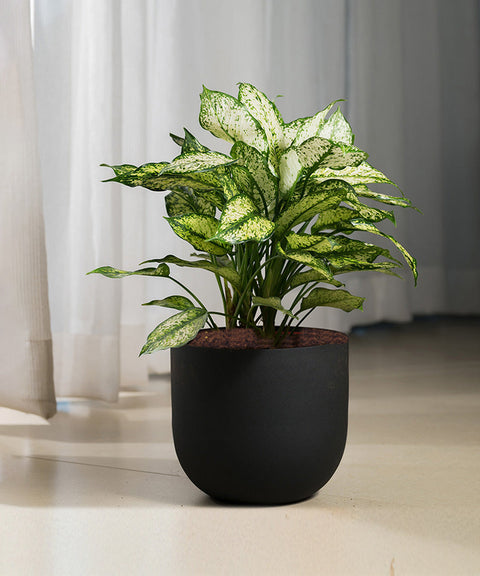 Aglaonema Snow White Plant