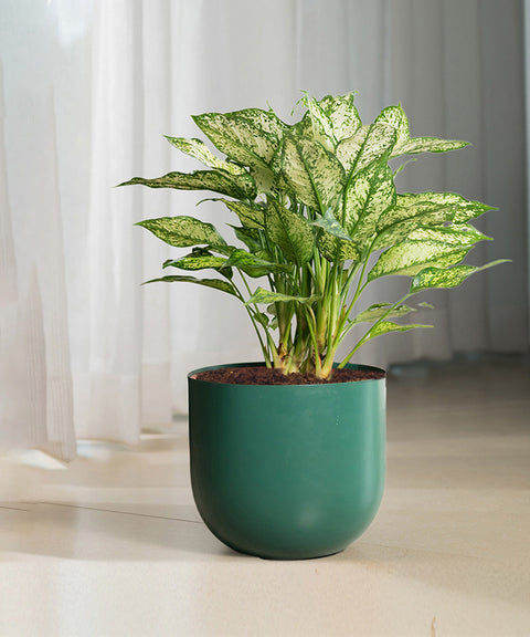 Aglaonema Snow White Plant