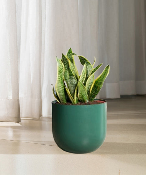 Sansevieria Zeylencia Golden with Arbor Planter