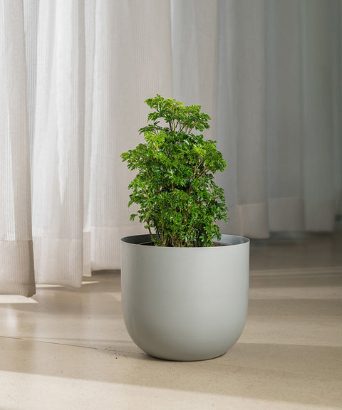 Aralia Green Plant