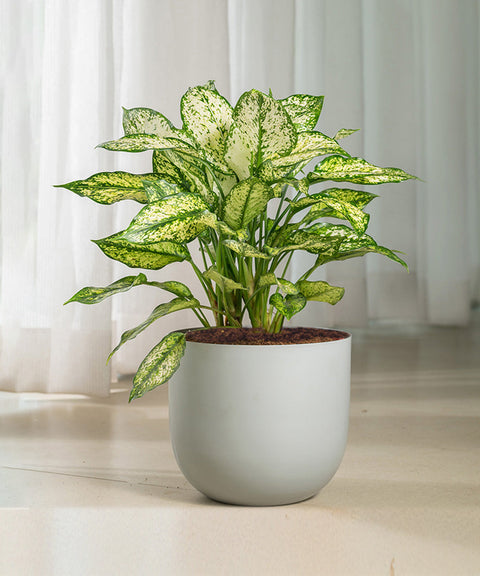 Aglaonema Snow White Plant