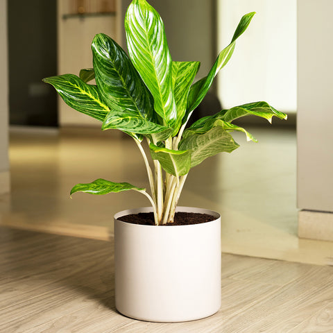 Aglaonema Ice Plant with Zen Planter