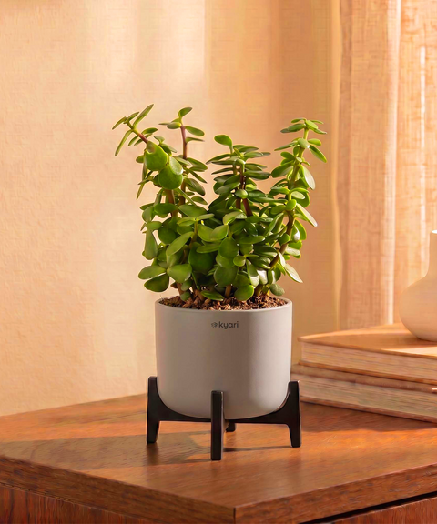 Jade Plant in Aira Self Watering Pot (Stand included)