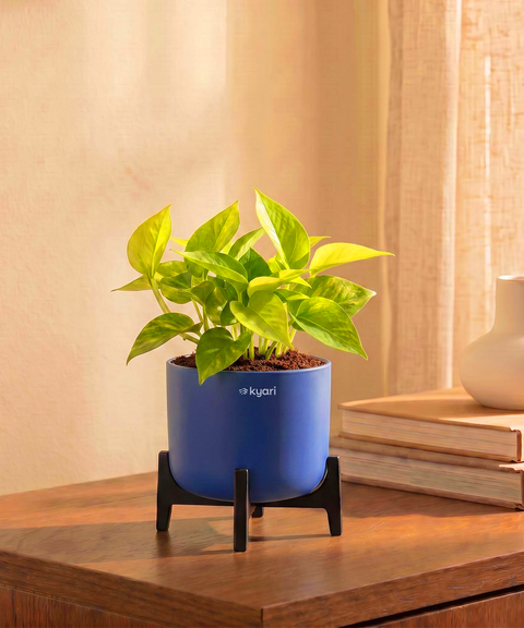Golden Money Plant in Aira Self Watering Pot (Stand included)