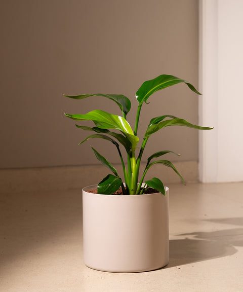 Bird Of Paradise with Zen Planter