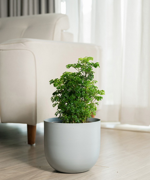 Aralia Green Plant