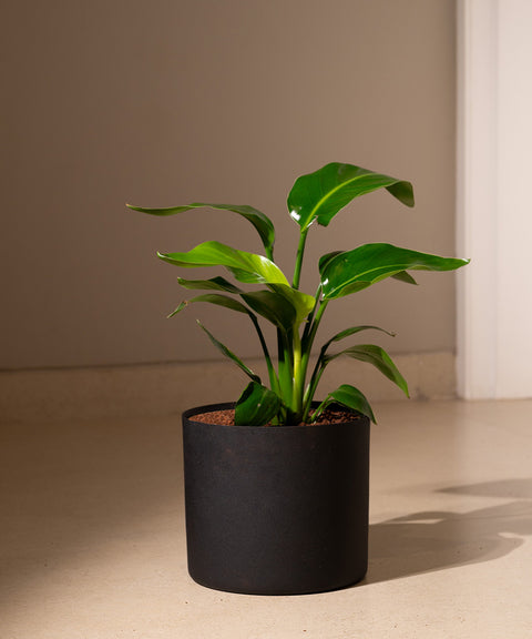 Bird Of Paradise with Zen Planter