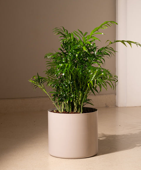 Chamaedorea Palm with Zen Planter