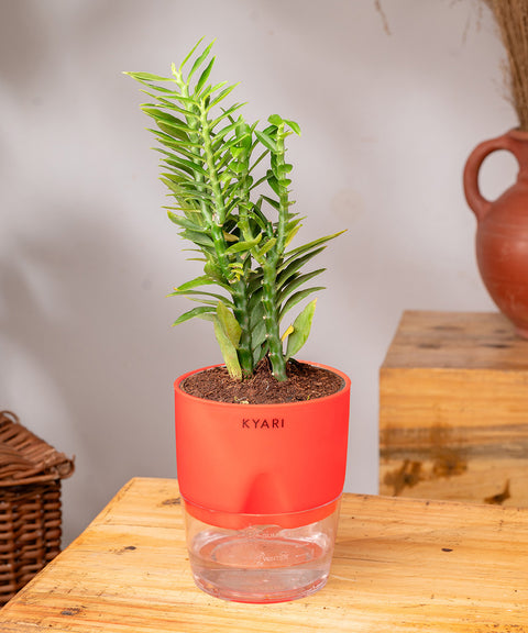 Pedilanthus Plant With Self Watering Pot