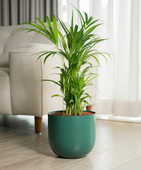 Areca Palm Plant