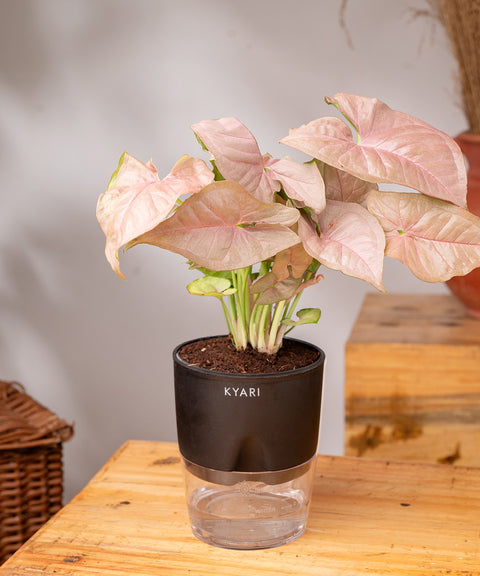 Syngonium Pink Plant - BYOB