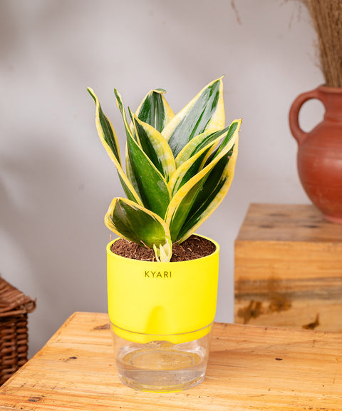 Golden Hahnii Snake Plant