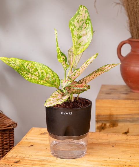 Aglaonema Pink Valentine Plant