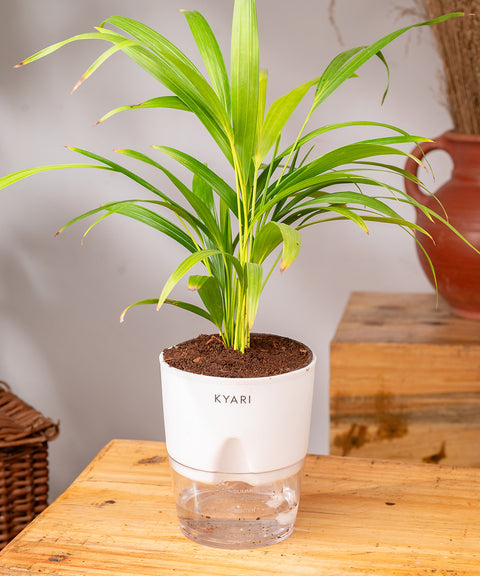 Areca Palm Plant - BYOB