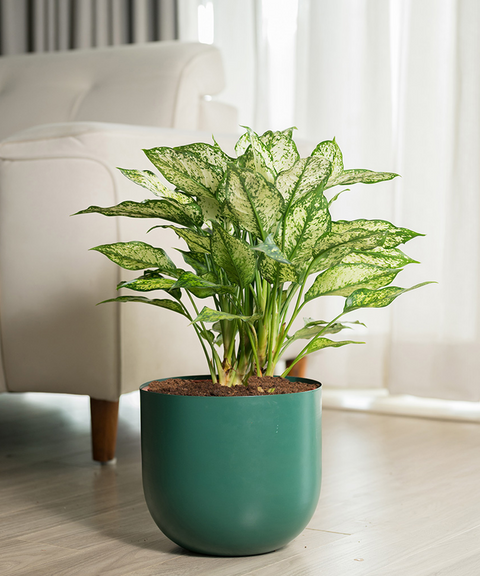 Aglaonema Snow White Plant