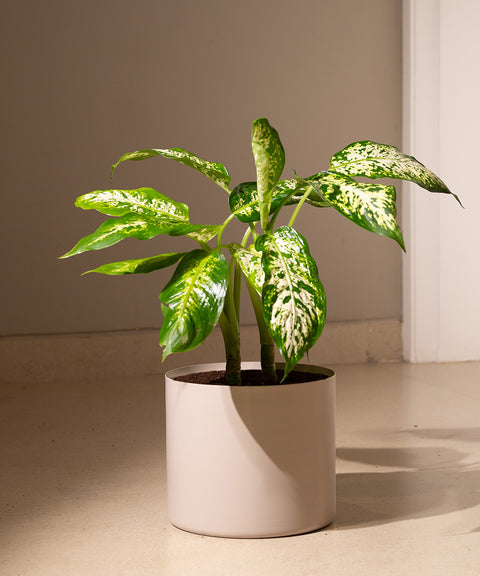 Dieffenbachia Cheetah with Zen Planter