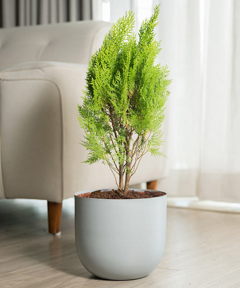 Thuja Plant with Arbor Planter