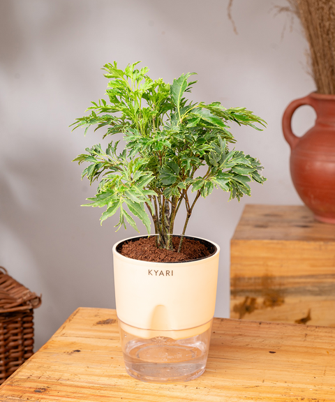 Aralia Green Plant