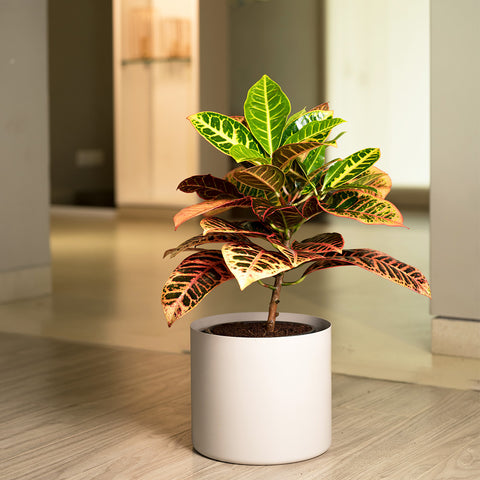 Croton Petra with Zen Planter