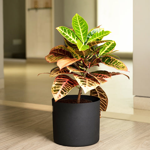 Croton Petra with Zen Planter