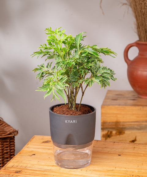 Aralia Green Plant