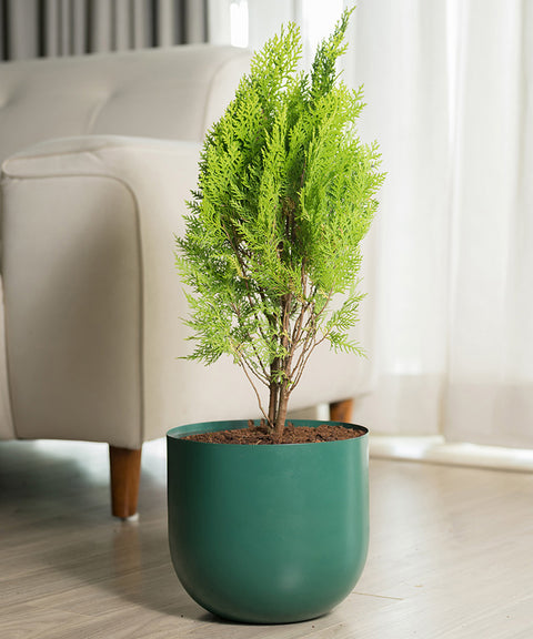 Thuja Plant with Arbor Planter