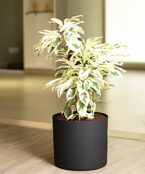 Safari Ficus with Zen Planter