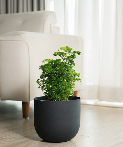 Aralia Green Plant