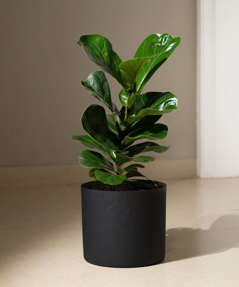 Fiddle Fig Plant