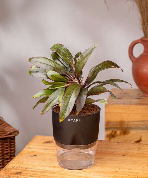 Dracaena Compacta Plant - BYOB