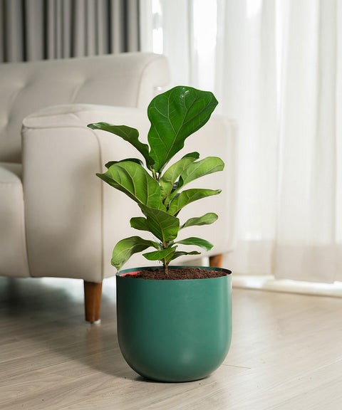 Fiddle Fig Plant