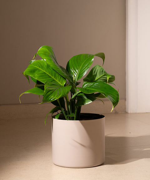 Peace Lily with Zen Planter