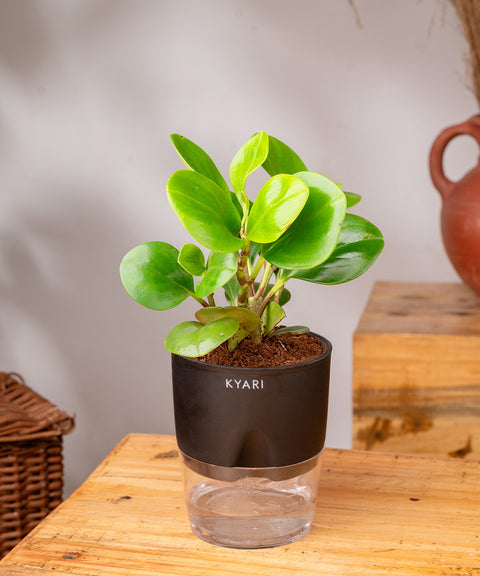 Peperomia Green Plant - BYOB