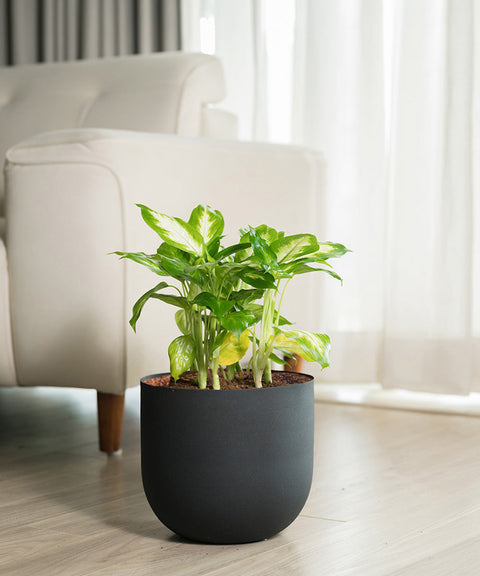 Dieffenbachia Plant