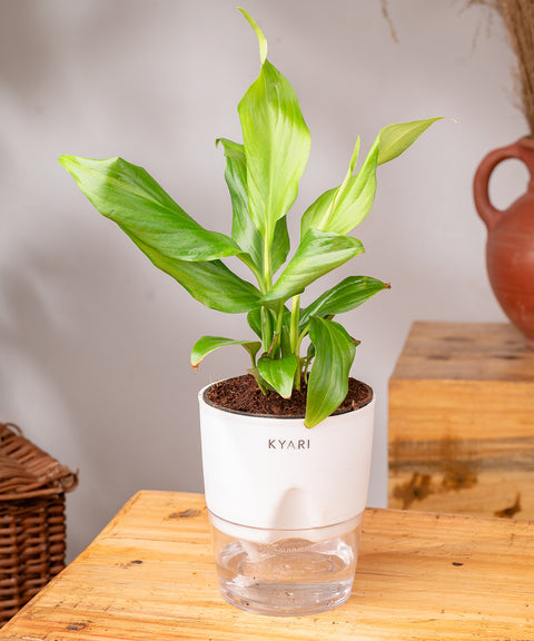 Peace Lily Plant