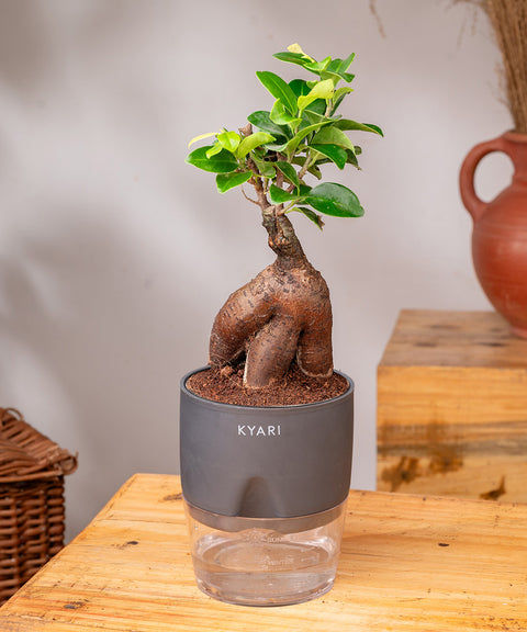 Lucky Bonsai Plant