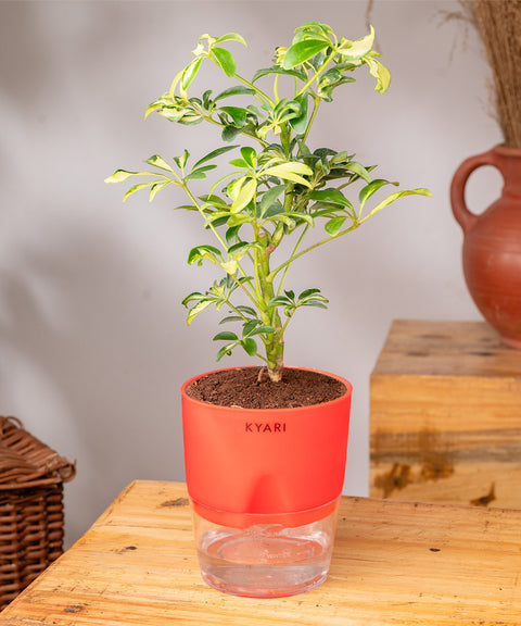 Ficus Safari Plant - BYOB