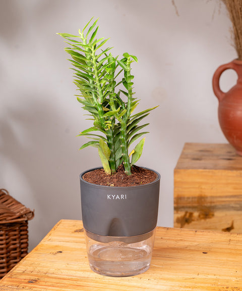 Pedilanthus Plant With Self Watering Pot