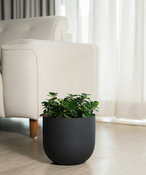 Ficus Microcarpa with Arbor Planter