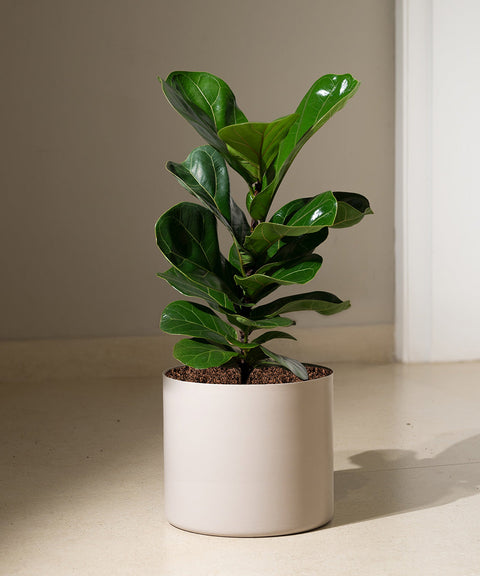 Fiddle Fig Plant