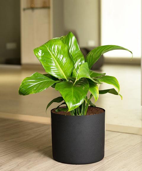 Peace Lily with Zen Planter