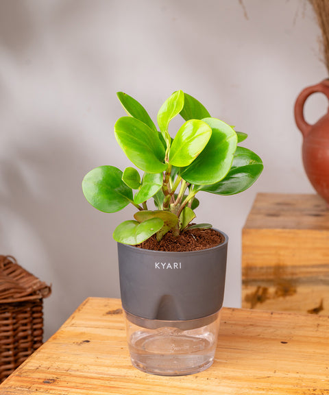 Peperomia Green Plant - BYOB