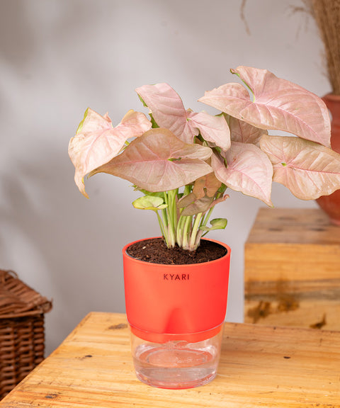 Syngonium Pink Plant